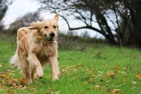 le golden retriever photo
