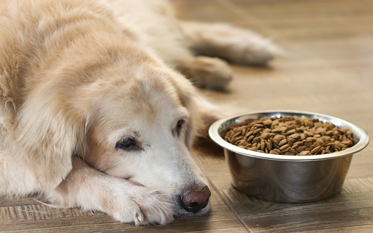 le golden retriever photo