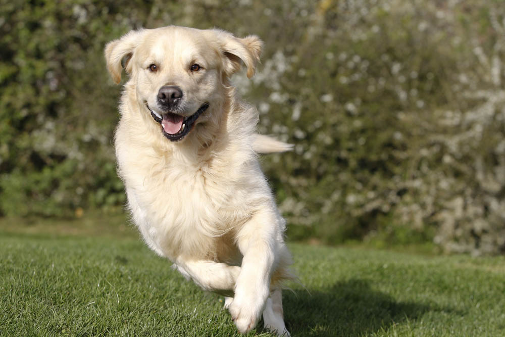 le golden retriever photo