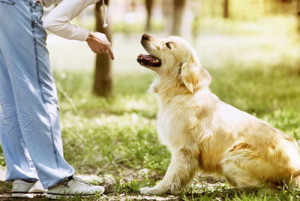 le golden retriever photo