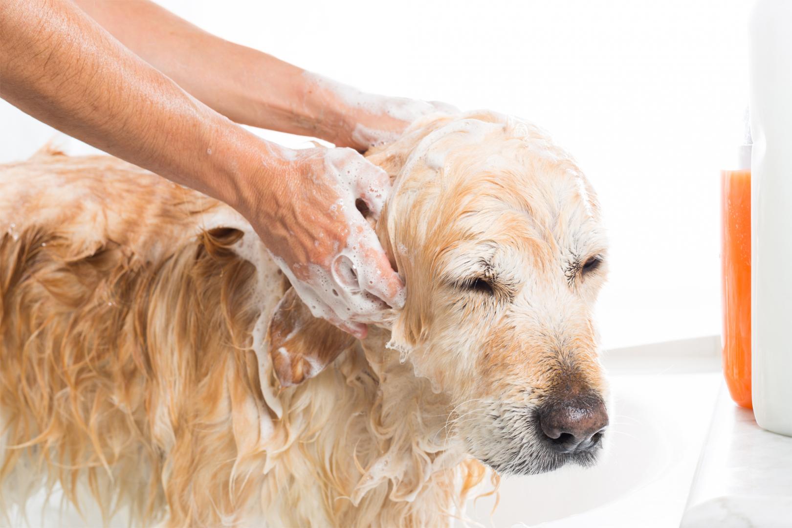 le golden retriever photo