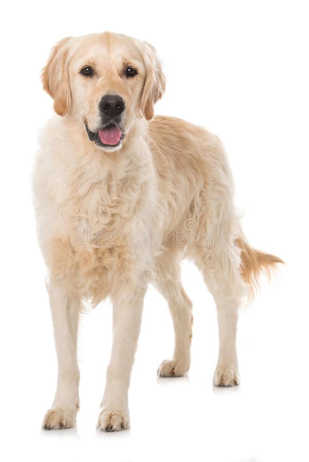 le golden retriever femelle