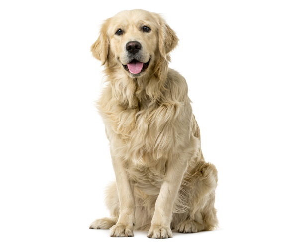 le golden retriever male