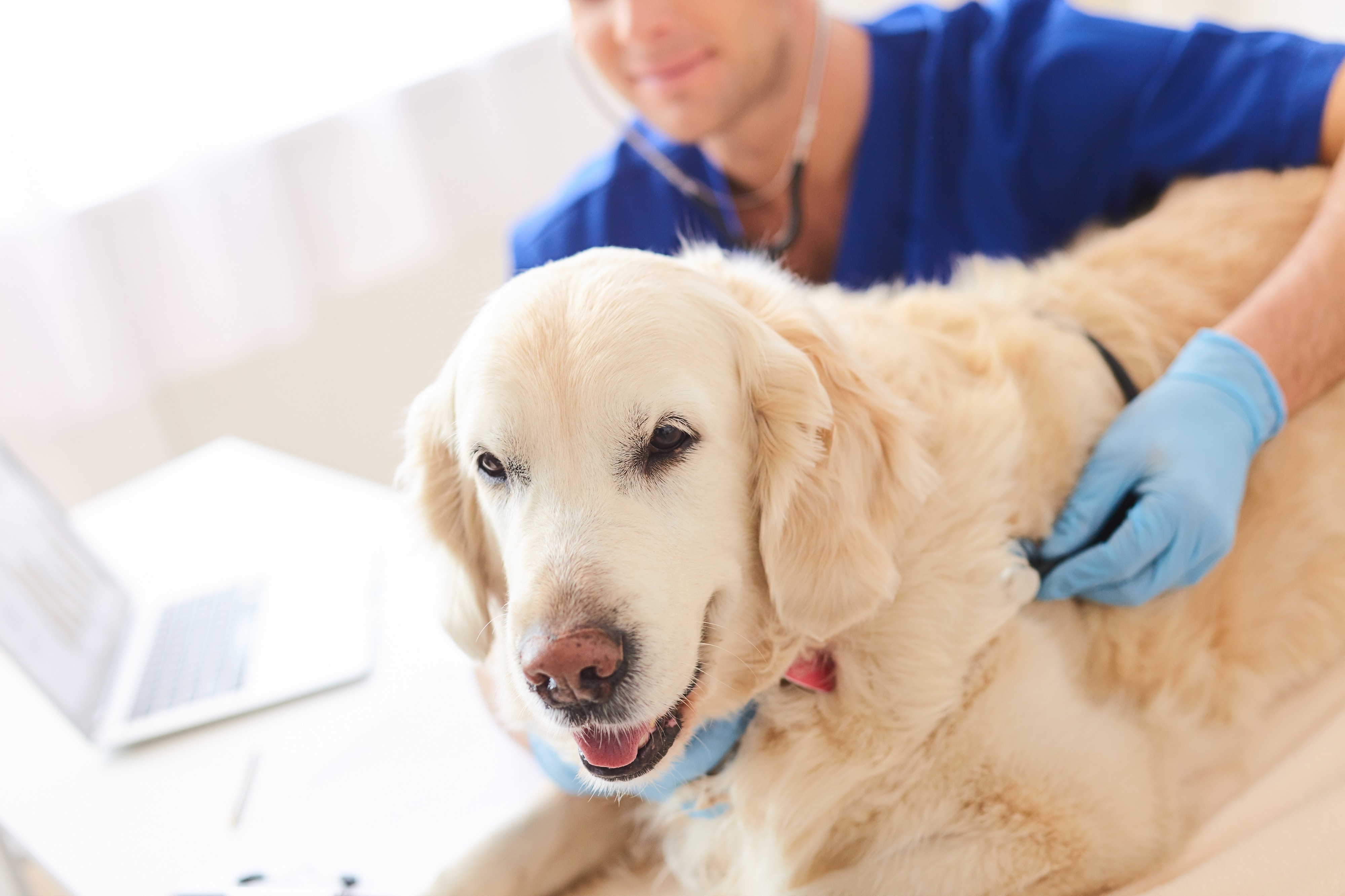 le golden retriever photo
