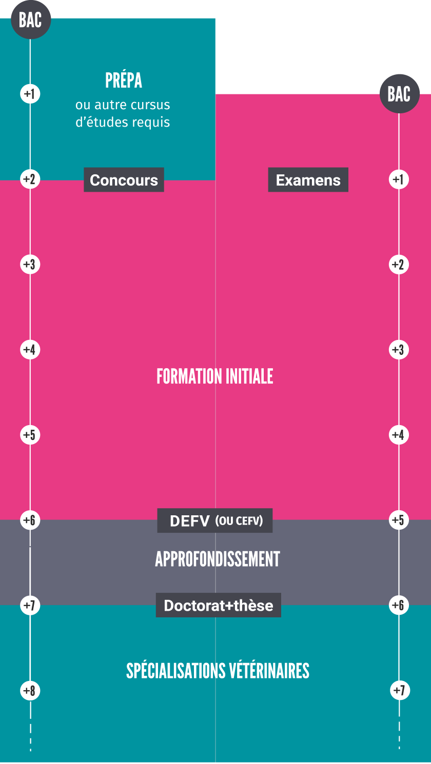 Le cursus vétérinaire