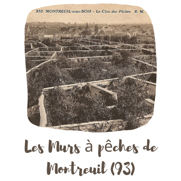 Illustration sur les mûrs de pêches
