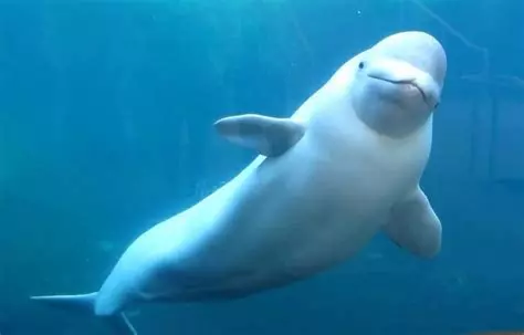 image de beluga